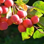 Berries Natural Patterns