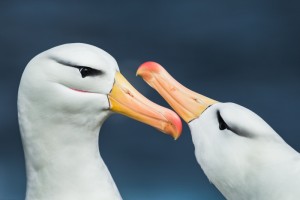 Albatross-Andrew-James-LR